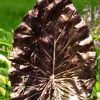 4759OR kameleon pearl on a concrete leaf yard art